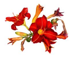Red lilies in blooming and in drying